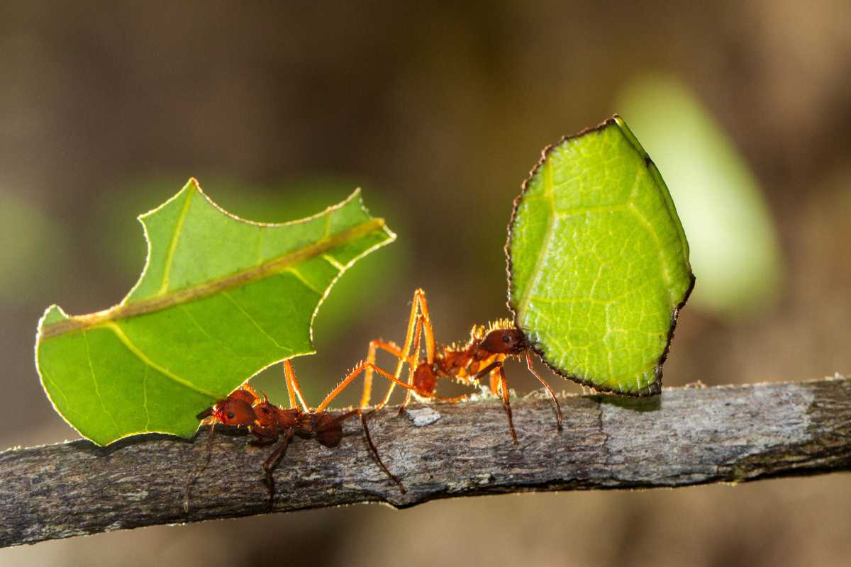 Two leaf-cutter ants carry green leaf pieces along a branch. 