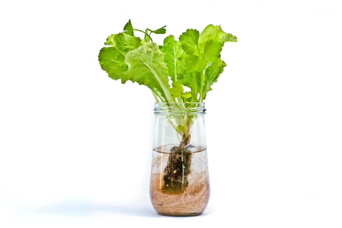 A small glass jar filled with water and containing a lettuce plant with vibrant green leaves and visible roots submerged in the water.