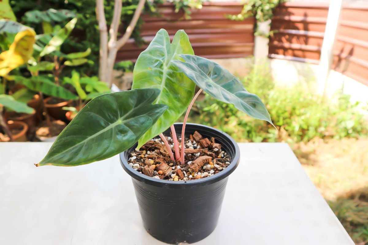 A potted Alocasia plant is placed on a white surface in an outdoor setting. 