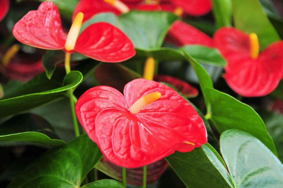 Close-up of vibrant red anthurium flowers with glossy, heart-shaped petals and yellow spadices surrounded by lush green leaves.