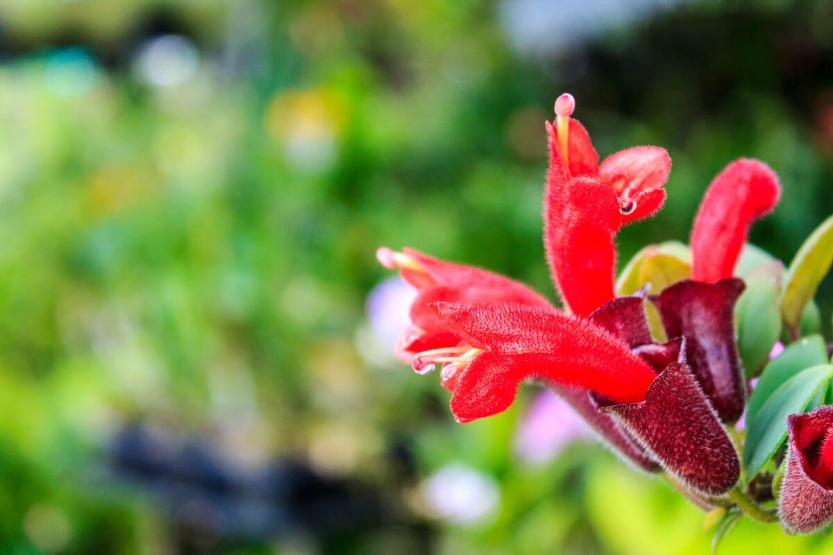 Close-up of a red flowering lipstick plant with fuzzy petals and tubular-shaped blooms.