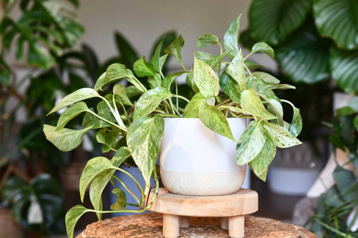 A variegated pothos plant with green and white leaves sits in a white pot on a small wooden stand. 