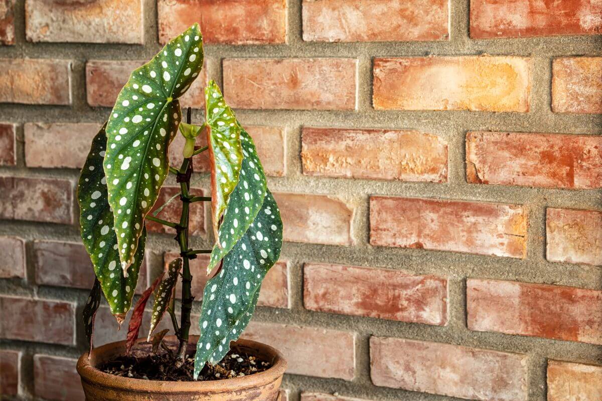 An Angel Wing Begonia, under ideal lighting for growth, sits against a beautiful brick wall.