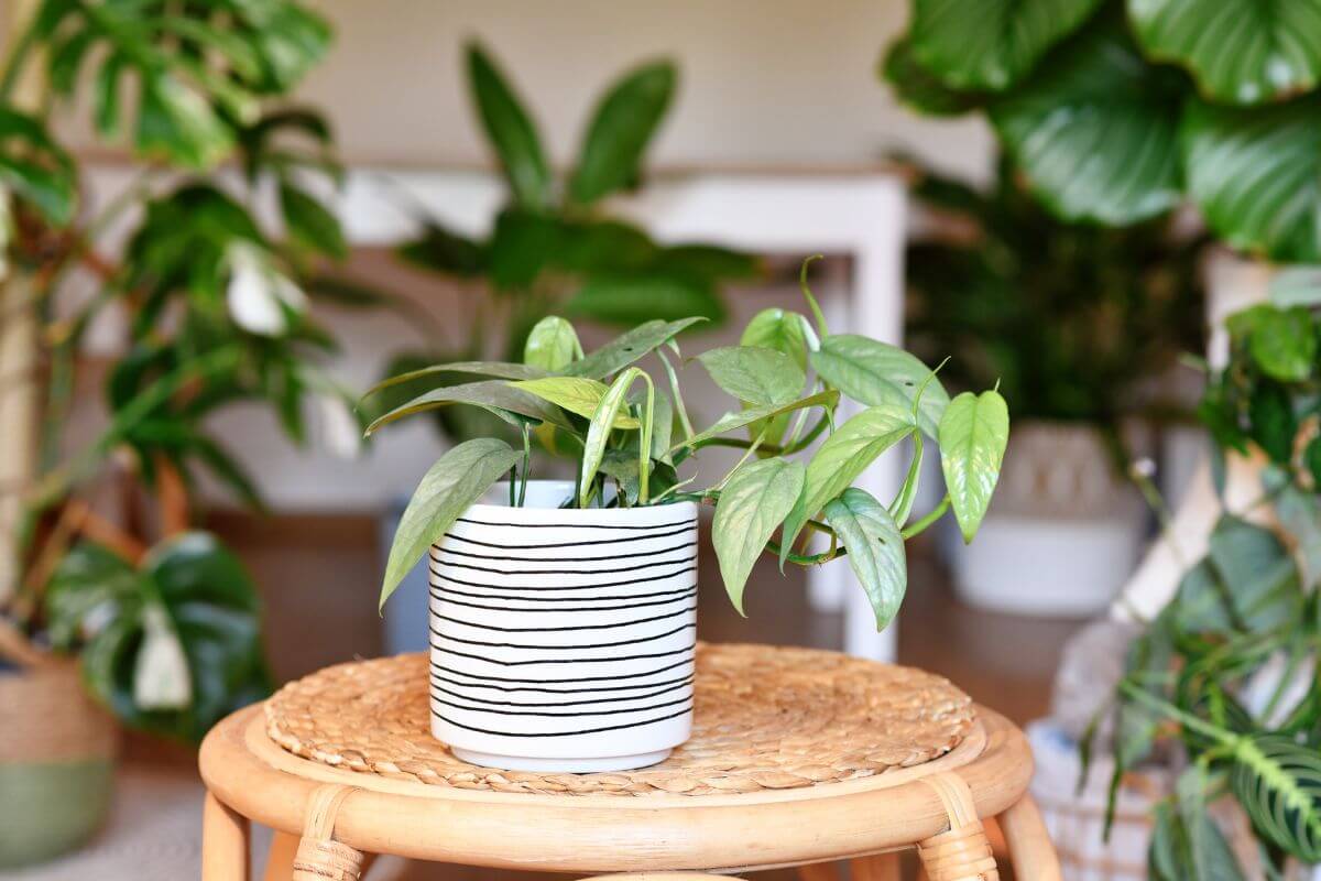 A small green cebu blue pothos in a white pot with black horizontal stripes sits on a round wicker stool, surrounded by other plants.