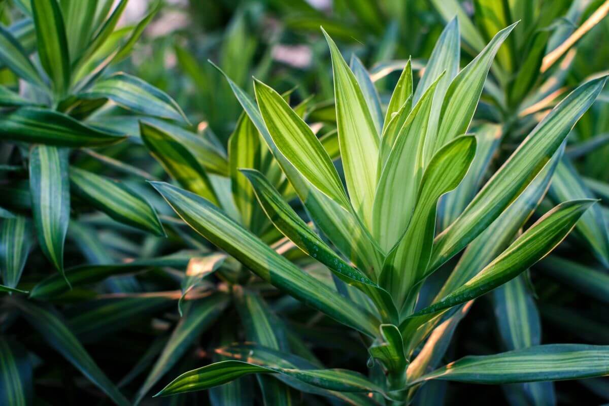 A close-up shot of vibrant green tropical dracaena leaves with yellow stripes, capturing the various shades of green and the pointed, elongated leaf shapes.