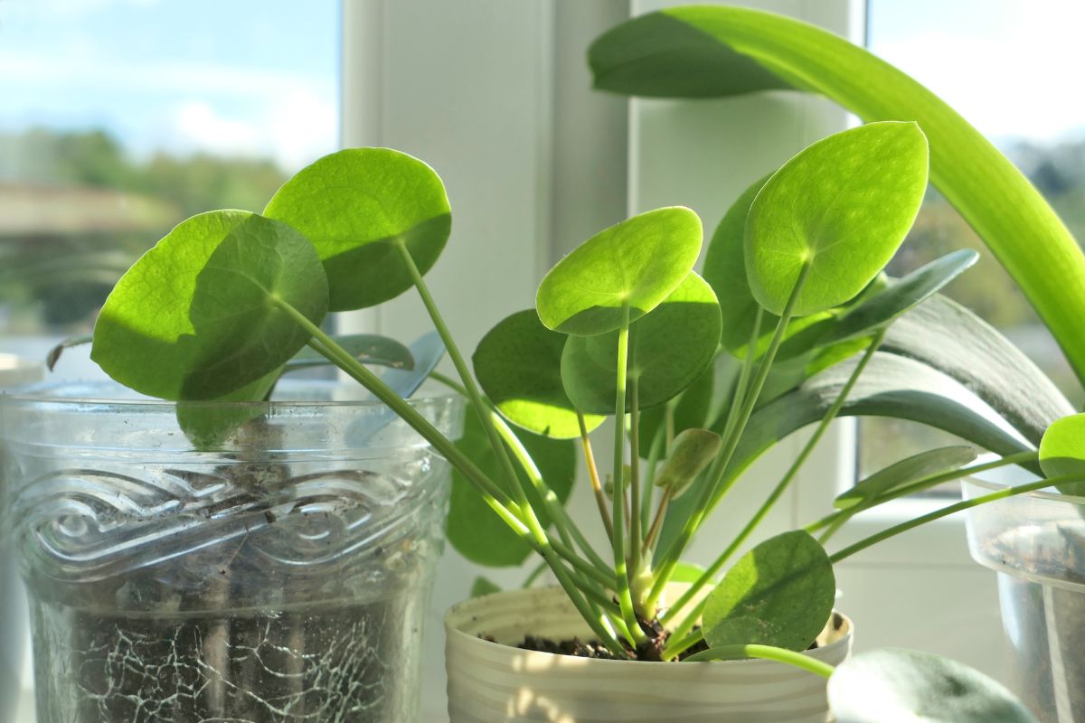 A bright green pilea plant with round leaves sits in a cream-colored pot on a windowsill.