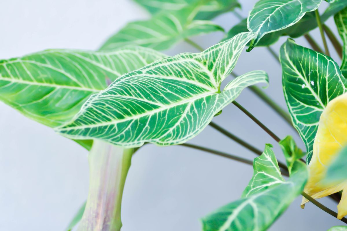 The light beautifully illuminates the leaves of an arrowhead plant.