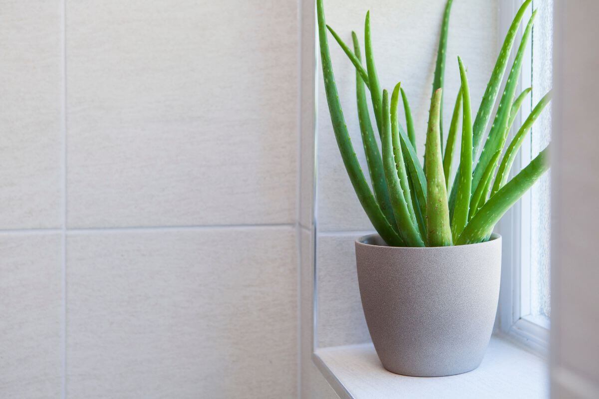 A green aloe vera plant in a light gray pot sits on a white window sill, basking in natural light. 