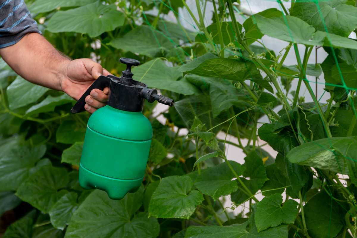 A person using a green handheld garden sprayer to spray fertilizers for their vegetable garden.