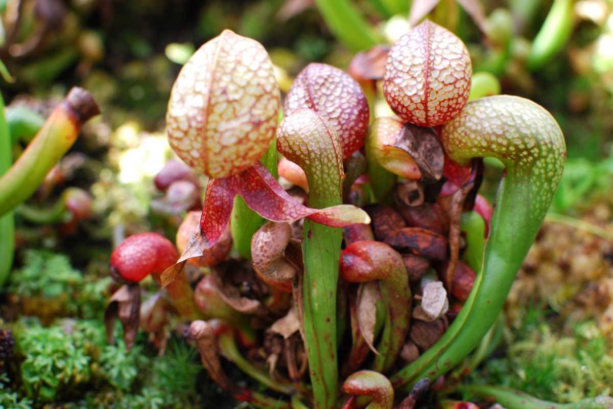 Lobster pot plants with bulbous, green and red speckled hoods and long green stems. These carnivorous plants resemble cobra snakes with their curved, hooded structures. The ground is covered in moss and other small vegetation.