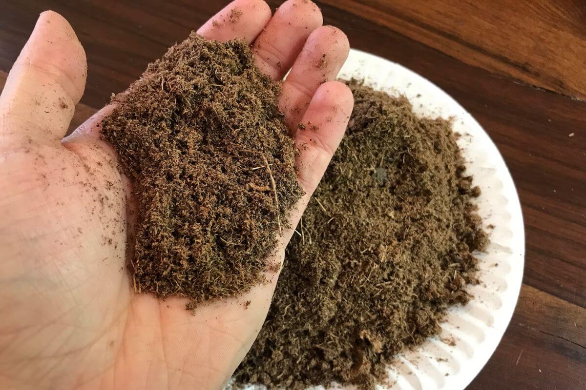 A hand holding a small pile of Canadian Sphagnum Peat over a larger pile of the same on a white plate on a wooden surface for making grow sponges. 