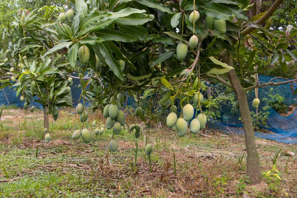 A mango tree with numerous green mangoes hanging from its branches is depicted. 