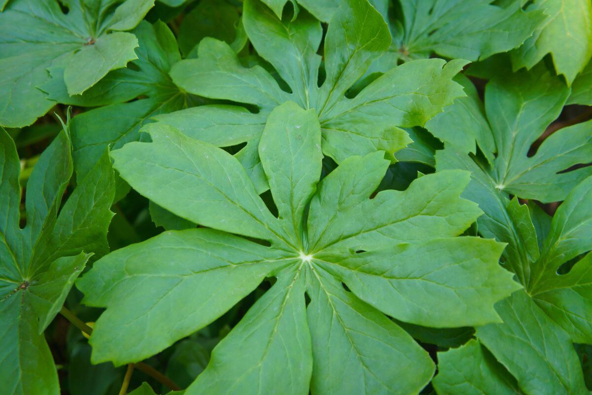 An up-close view of the umbrella-like leaves of a Mayapple