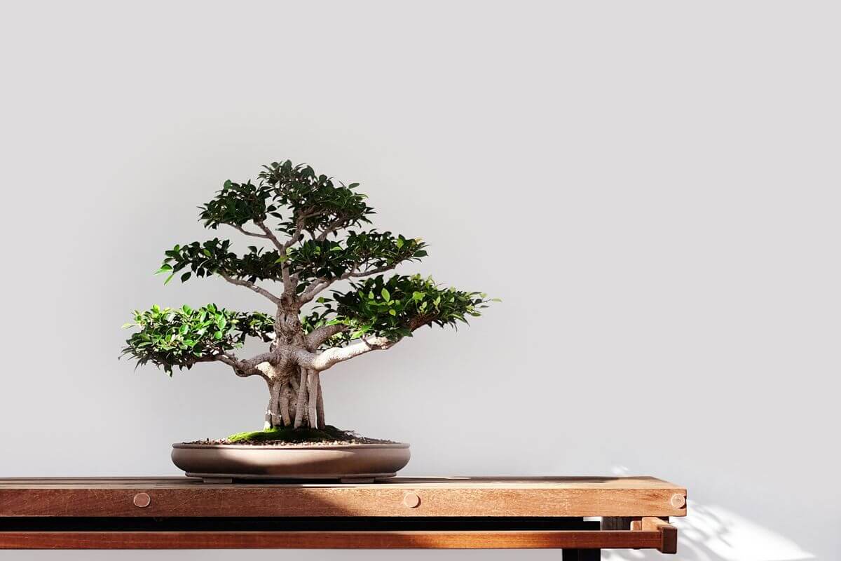 A bonsai tree with dense green foliage and a sturdy trunk is placed on a wooden table against a minimalist white background.