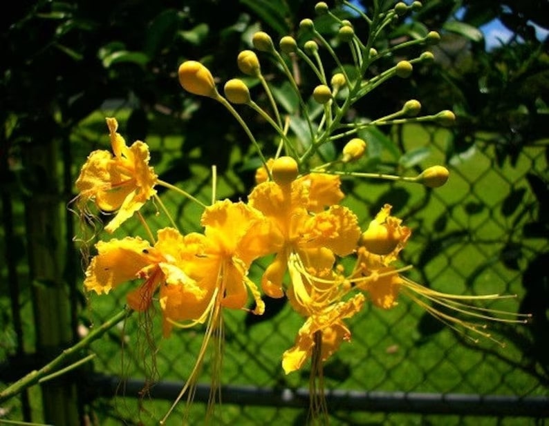 Bright yellow bird of paradise flowers with long stamens bloom on a green leafy branch.
