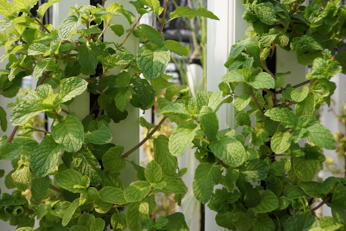 Close-up of thriving hydroponic mint plants with vibrant green leaves growing vertically on a white trellis in a garden.