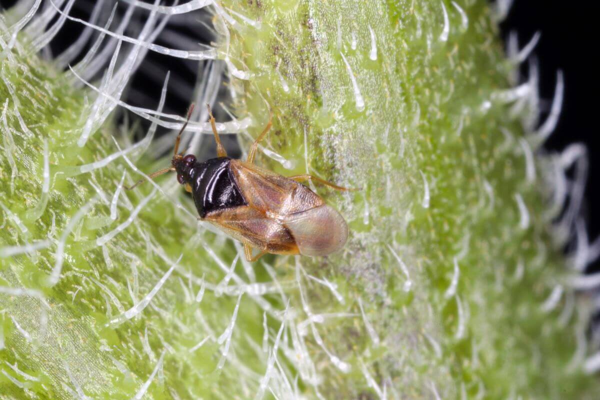 Close-up image of a small minute pirate bug on a green, spiky plant surface.