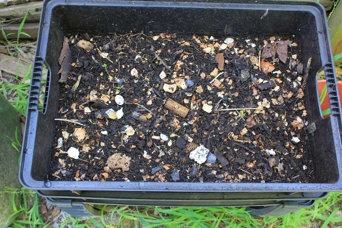 A black rectangular bin filled with decomposing organic matter such as soil, small twigs, leaves, and bits of food scraps including composting pumpkins. 