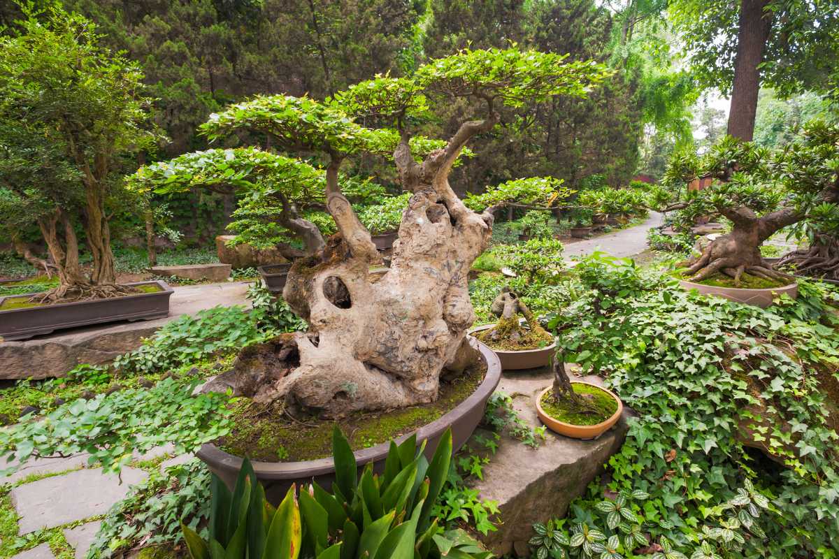 A tranquil garden with lush greenery, showcasing an expensive bonsai tree among a collection of various shapes and sizes placed in large pots. 