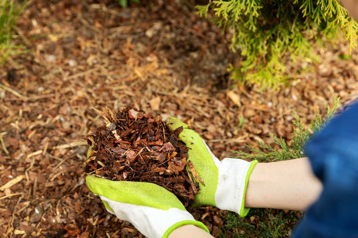 A person wearing green and white gardening gloves is holding a handful of mulch. 