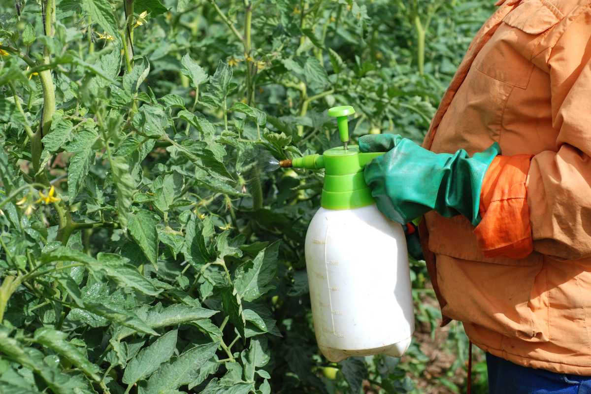 A person wearing a long-sleeve shirt and green gloves is holding a white and green pressure sprayer, applying liquid to plants in a garden.