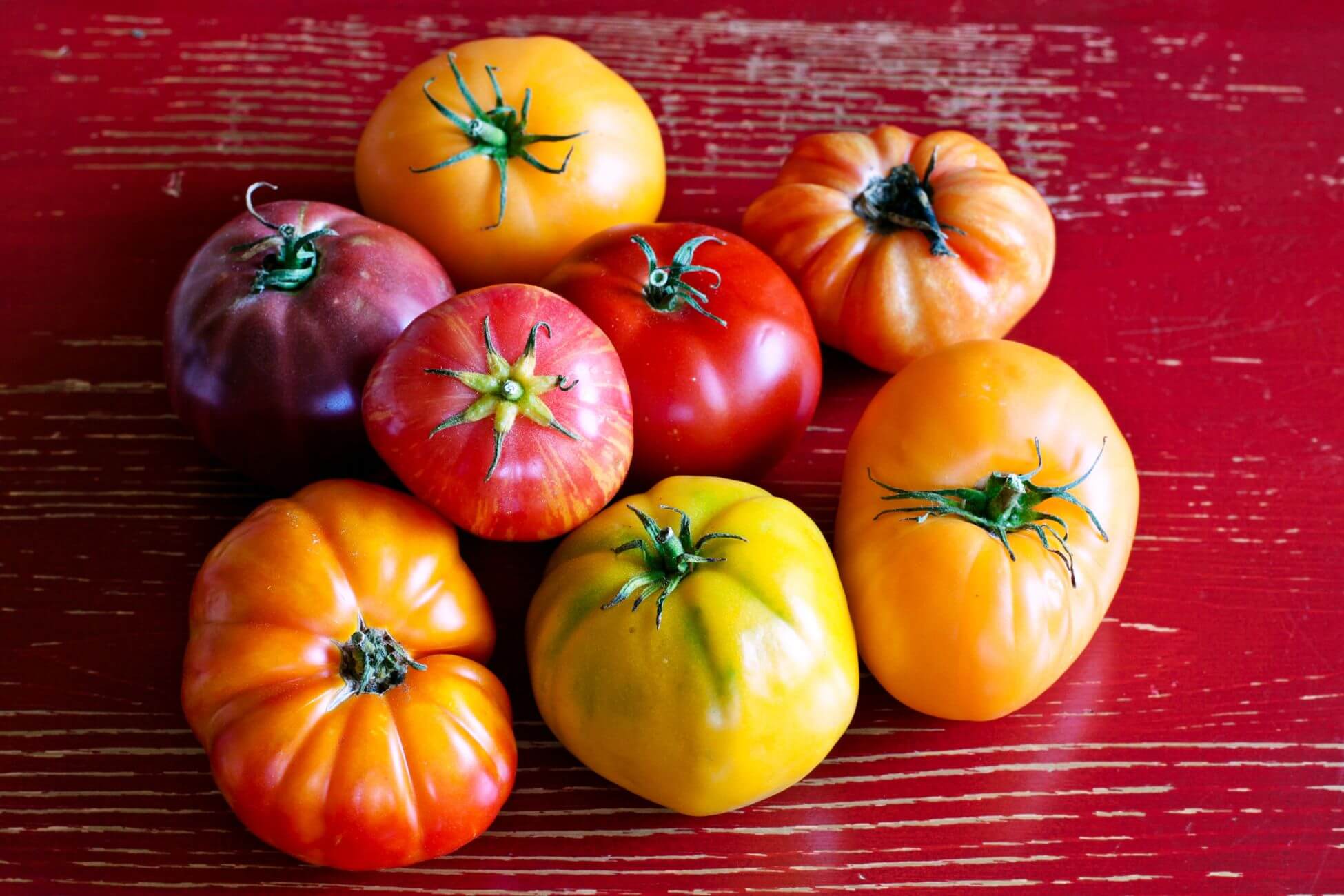 Colorful heirloom and open-pollinated tomatoes on a distressed red wooden surface, displaying shades of yellow, orange, red, and purple in diverse shapes and sizes.