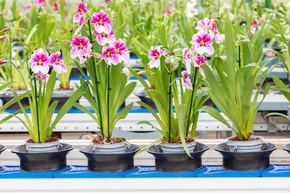 A row of vibrant pink and white orchids, epiphyte plants, in black pots are placed on blue trays.