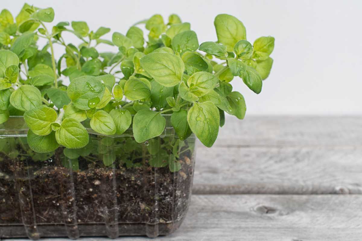 Young oregano plants growing in a clear plastic container filled with soil. The container is placed on a wooden surface, and the green leaves are fresh and vibrant. 