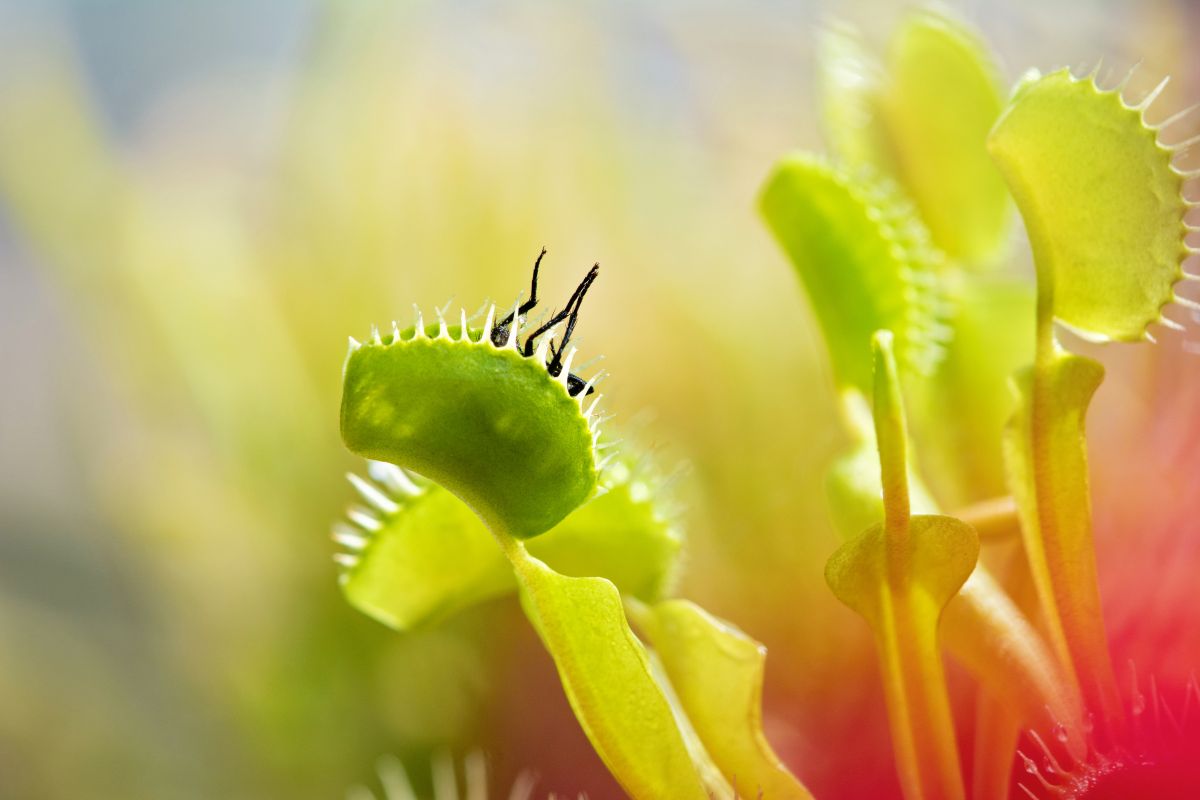 Close-up of a Venus flytrap with green, toothed lobes, one partly open with insect remnants.