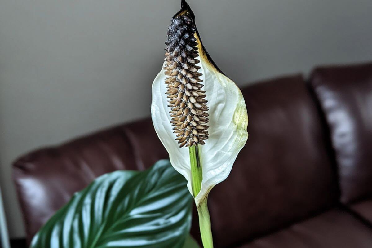 A close-up of a peace lily plant with a white, partially wilted spathe and a black, drying spadix.