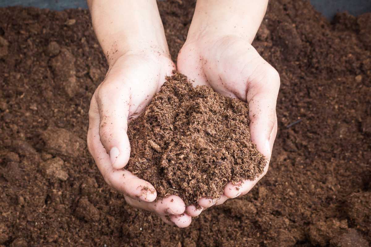 A pair of hands holding a mound of rich, dark peat moss.