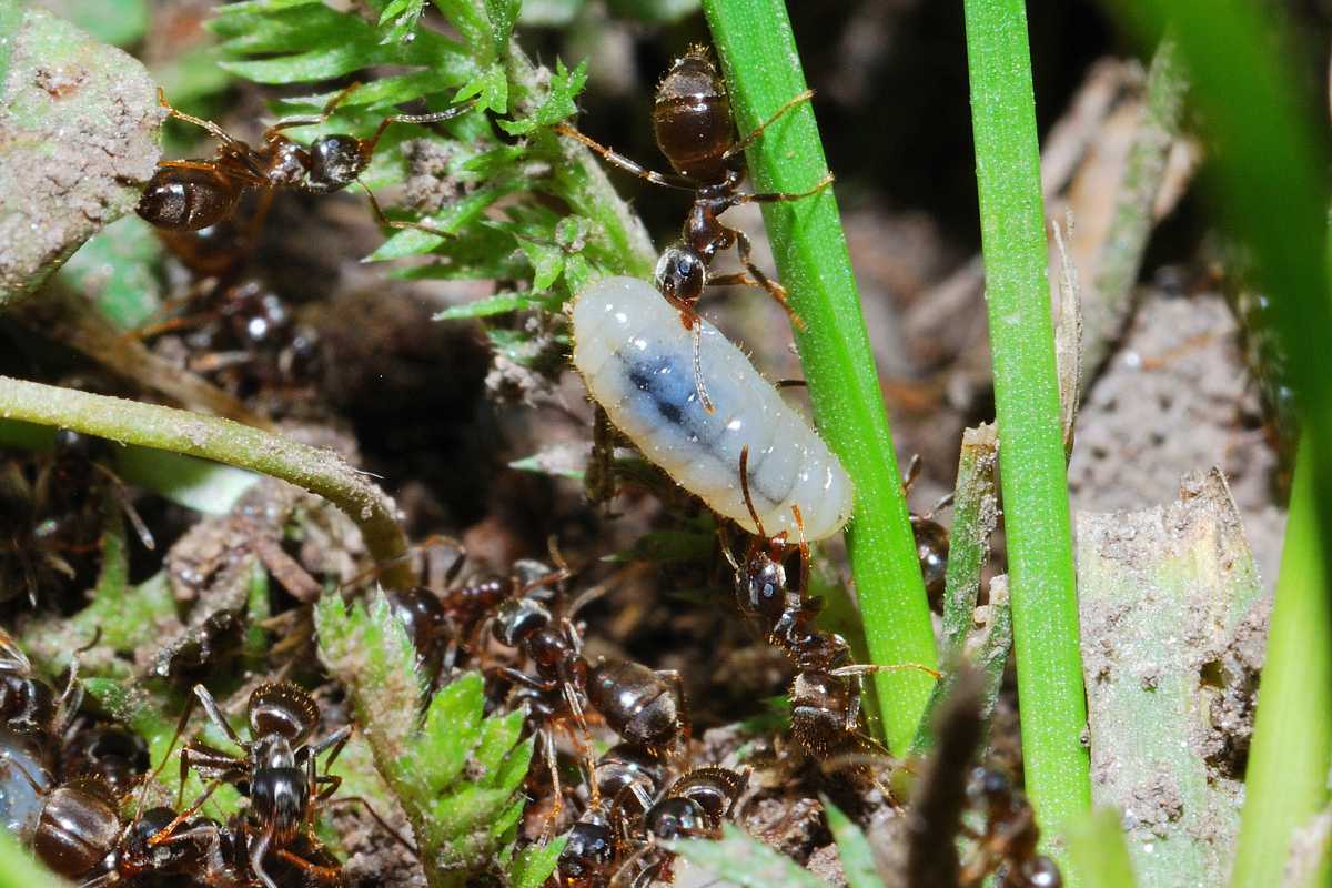 A group of ants on artichoke plants is surrounding and interacting with a partially transparent, white caterpillar or larva..