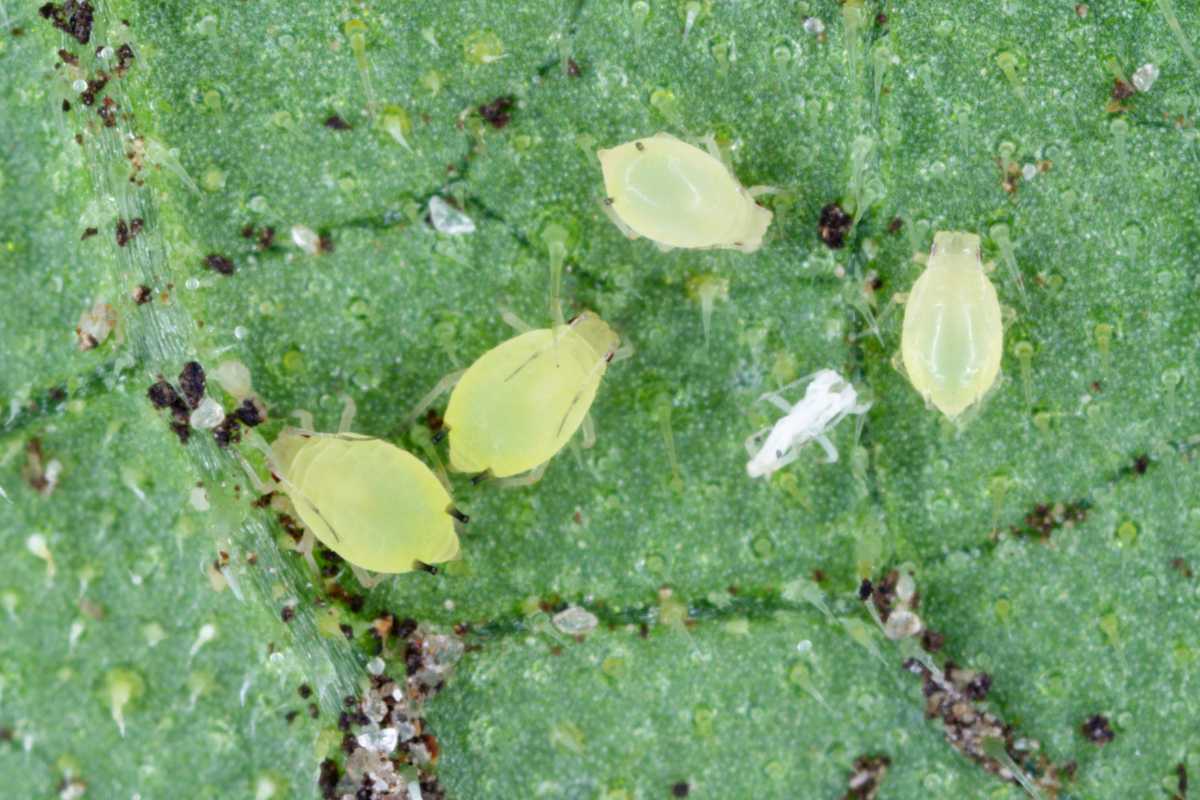 Agreen leaf showing four small, translucent yellow-green aphids and some tiny dark debris. 