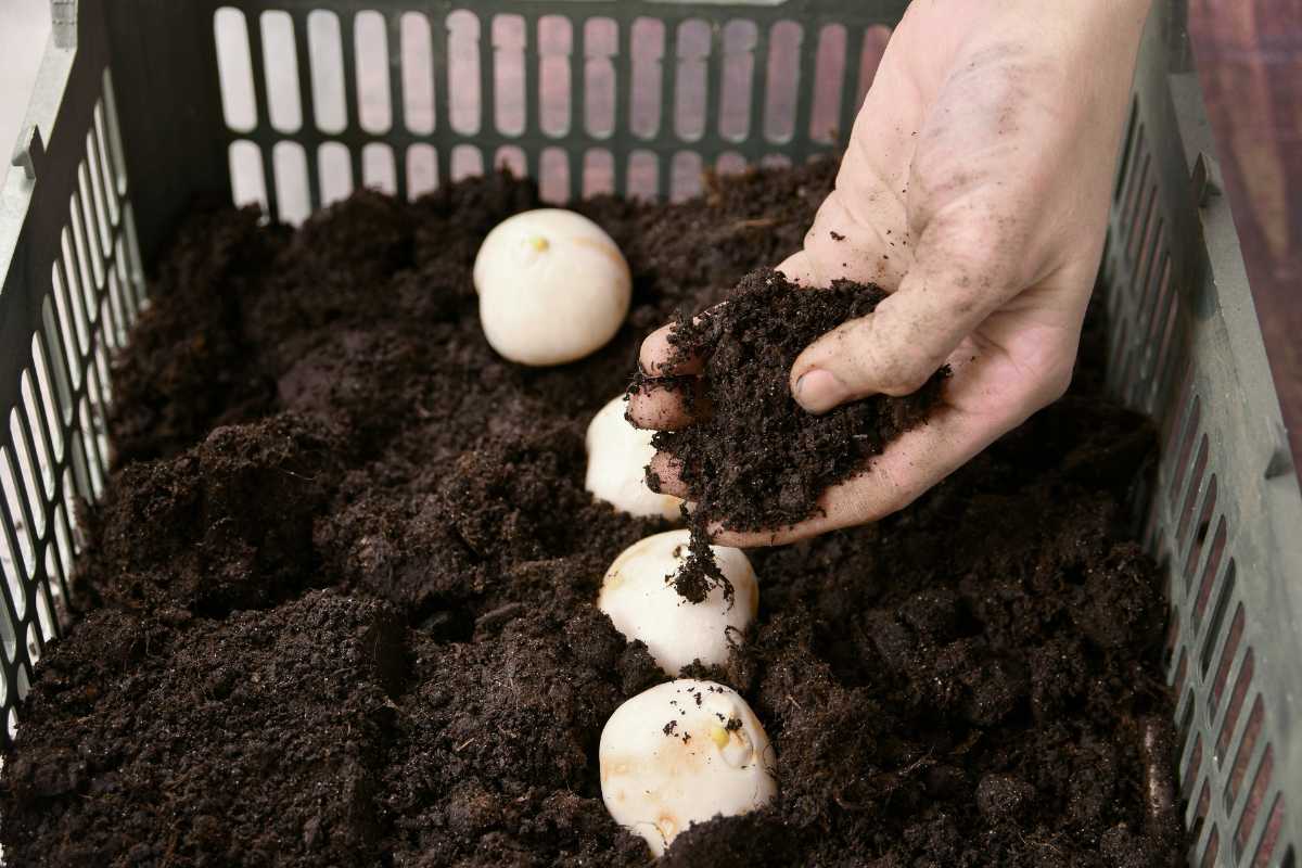 A person places mushroom compost over emerging mushrooms in a crate partially filled with earth. The hand appears dirty from handling the compost. 