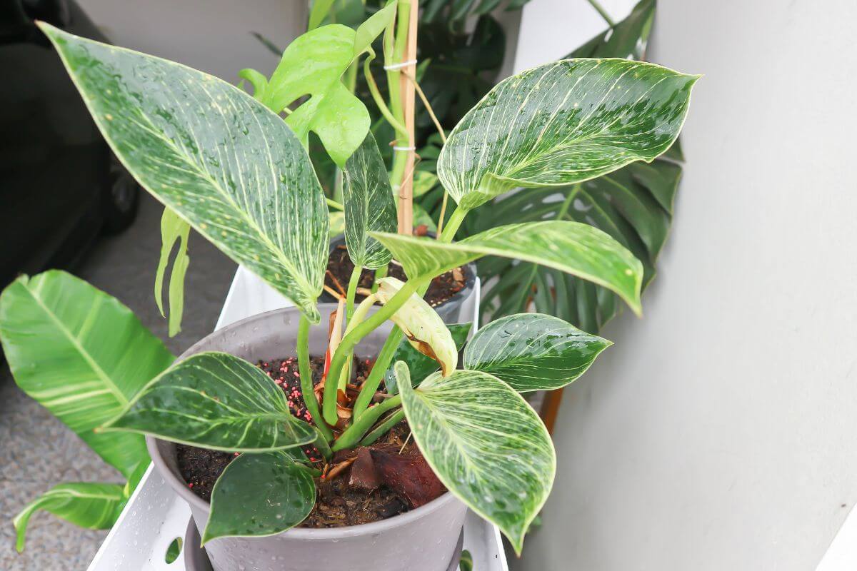 A potted philodendron birkin with large, green leaves featuring white streaks sits on a light-colored ledge.