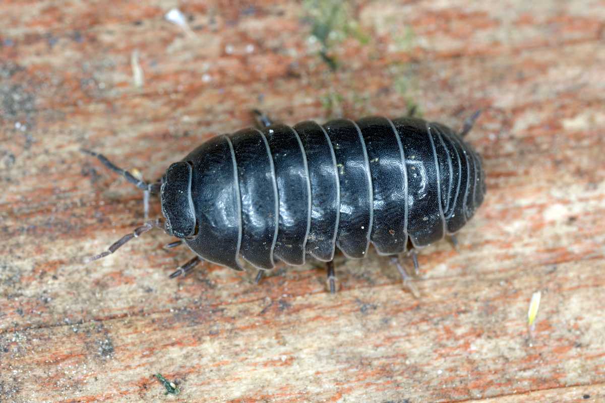 A glossy, black pill bug with multiple segmented plates on its back, crawling on a wooden surface. 