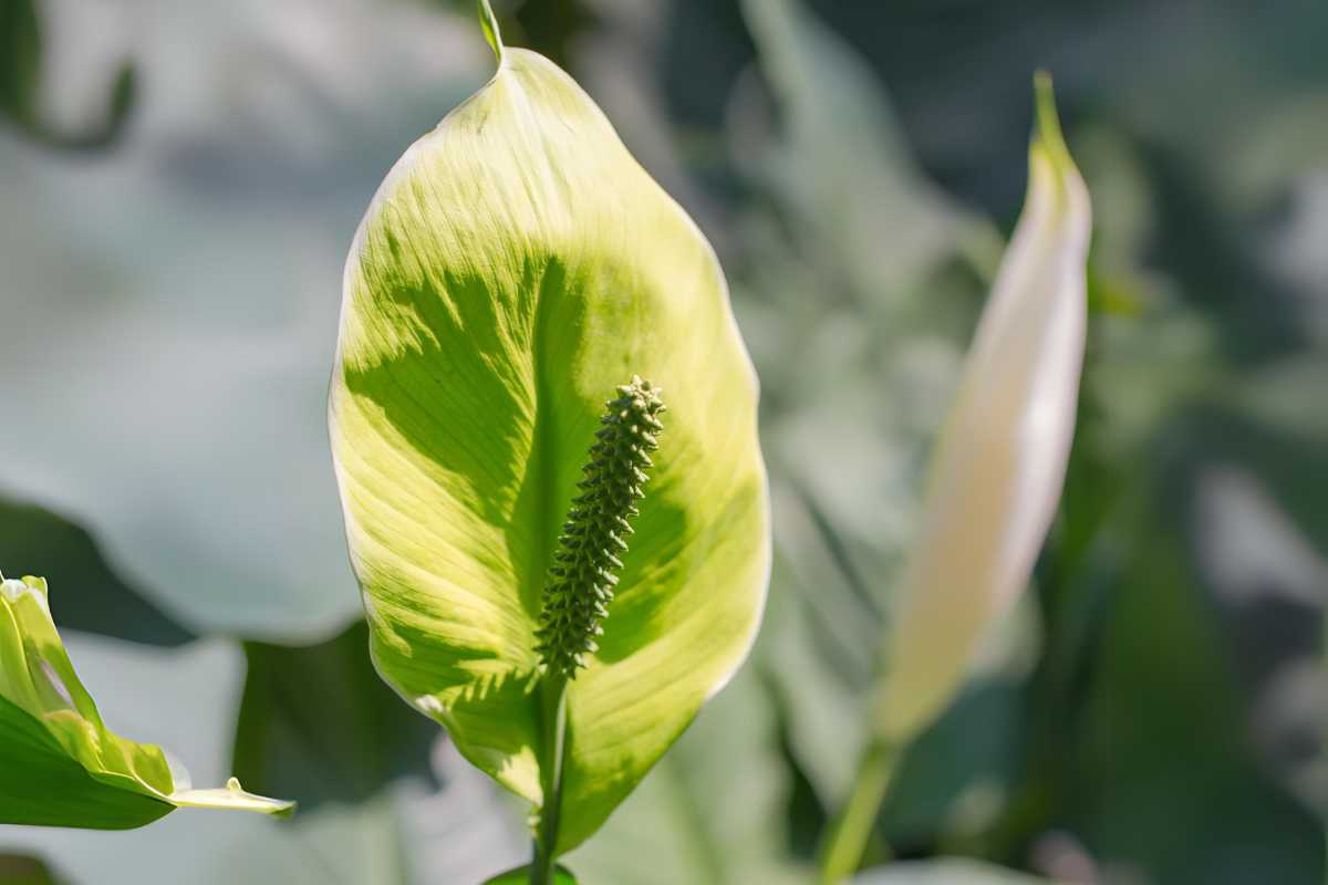 A peace lily turned green that is bathed in sunlight. 