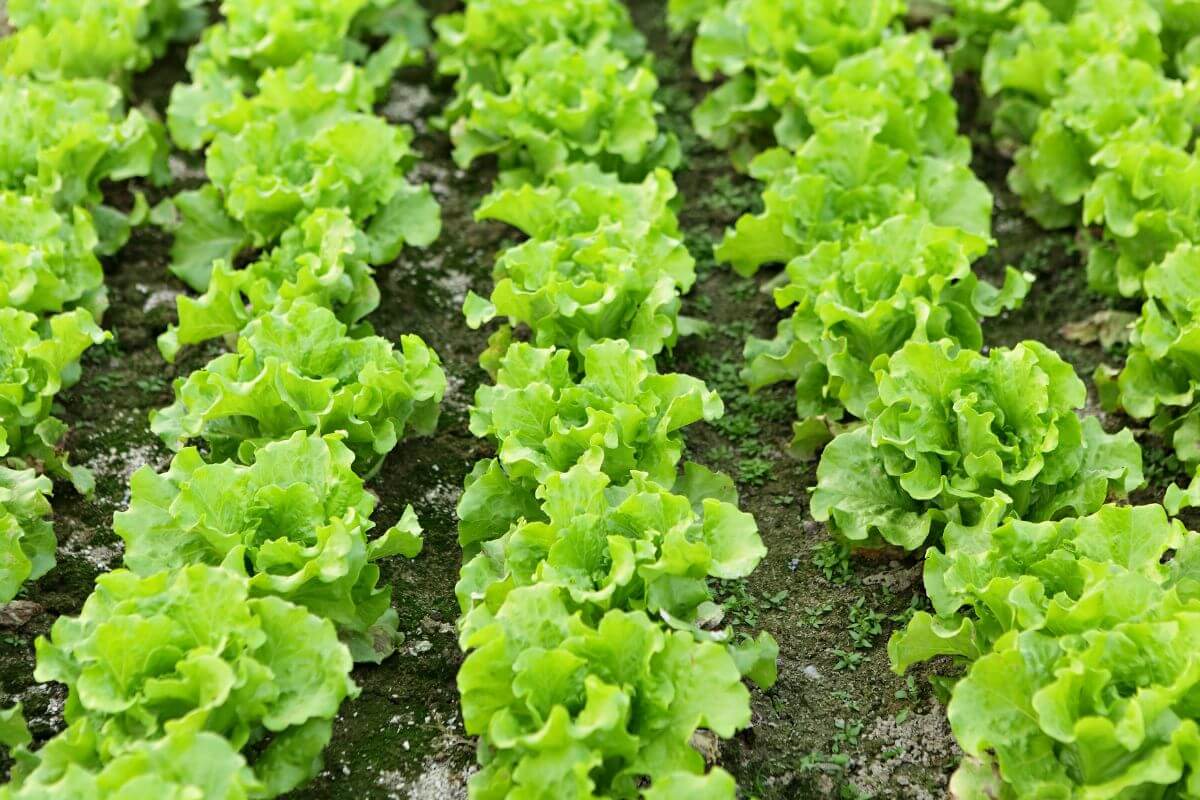 Rows of bright green organic lettuce plants grow in evenly spaced lines in a vegetable garden.