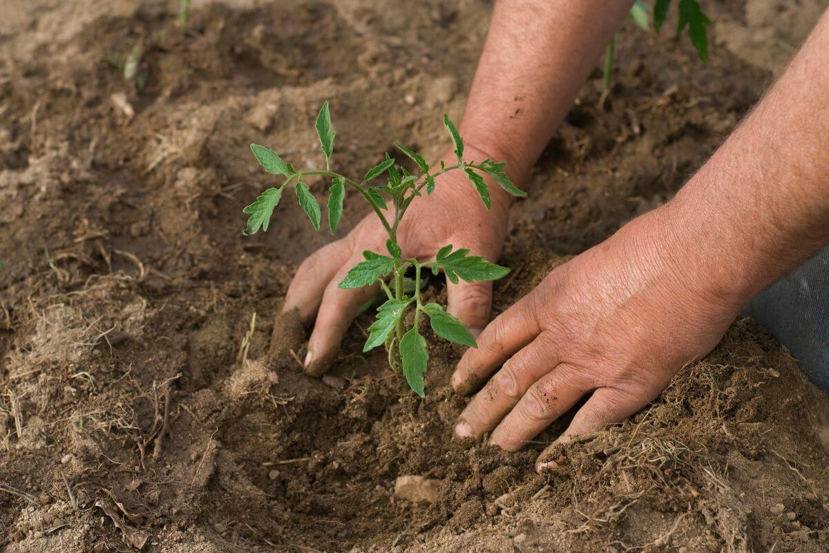 Close-up of a person's hands planting a young organic tomato seedling into the soil.