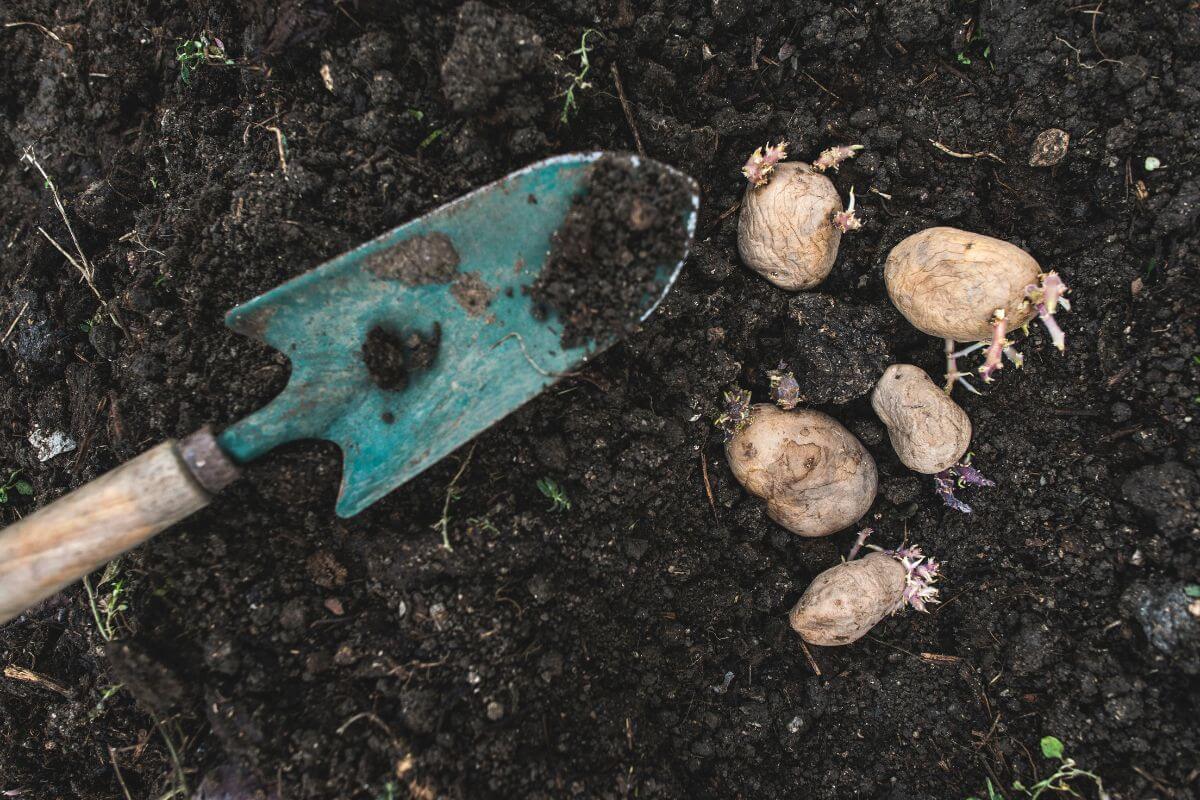 A close-up of a green-handled gardening trowel on the soil next to several sprouted organic potatoes, which are ready for planting.