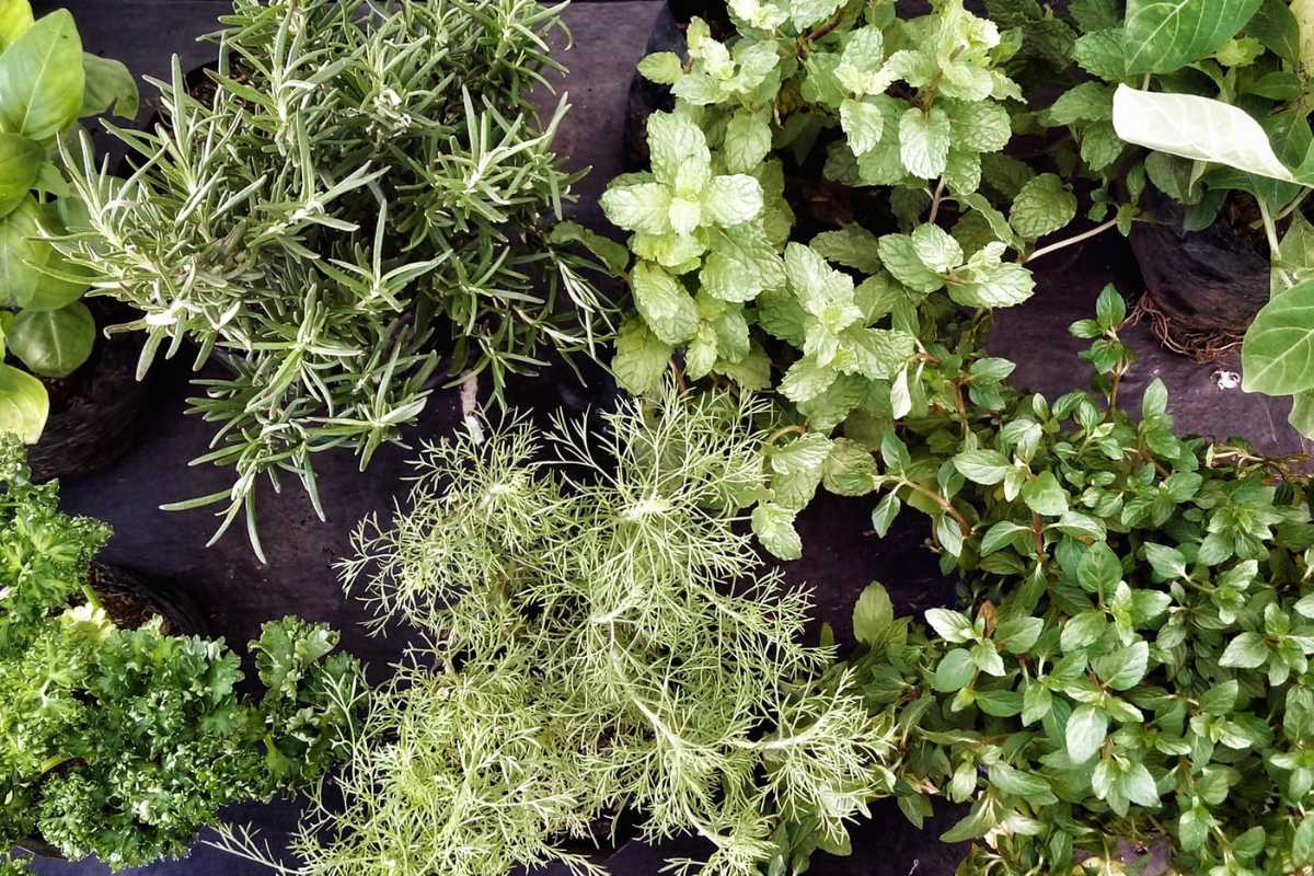 A top view of a variety of fresh green herbs, including rosemary, mint, parsley, dill, and basil, growing in pots on a dark surface. 