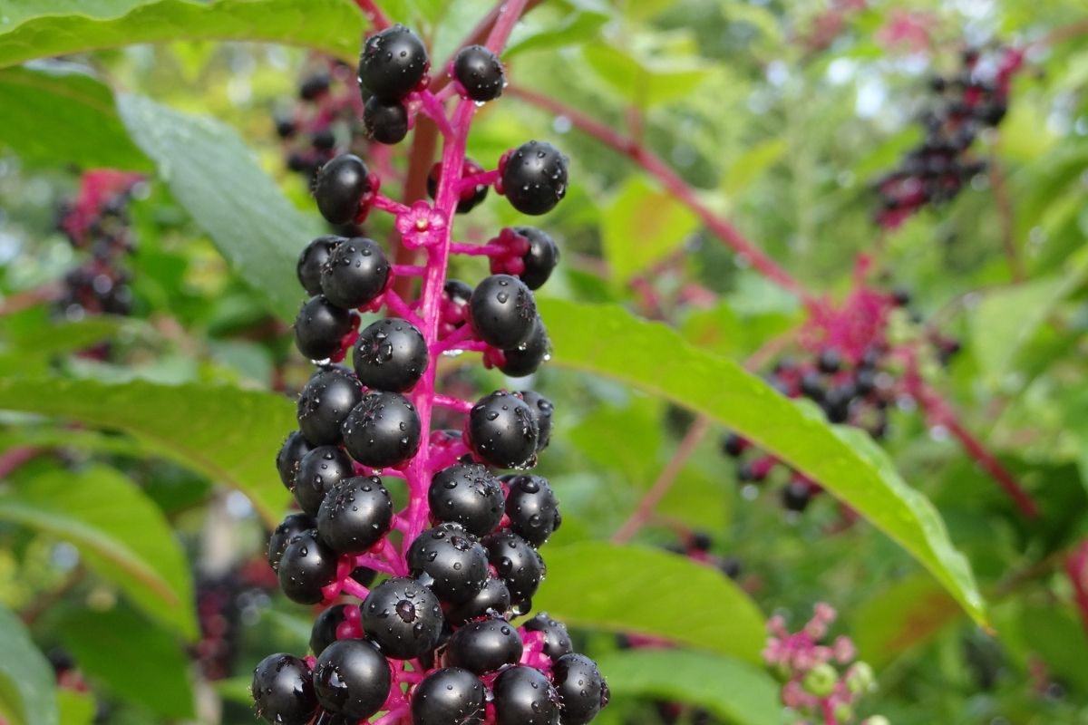 Close-up of vibrant pokeweed plant with red stems, covered with clusters of small, shiny black berries.