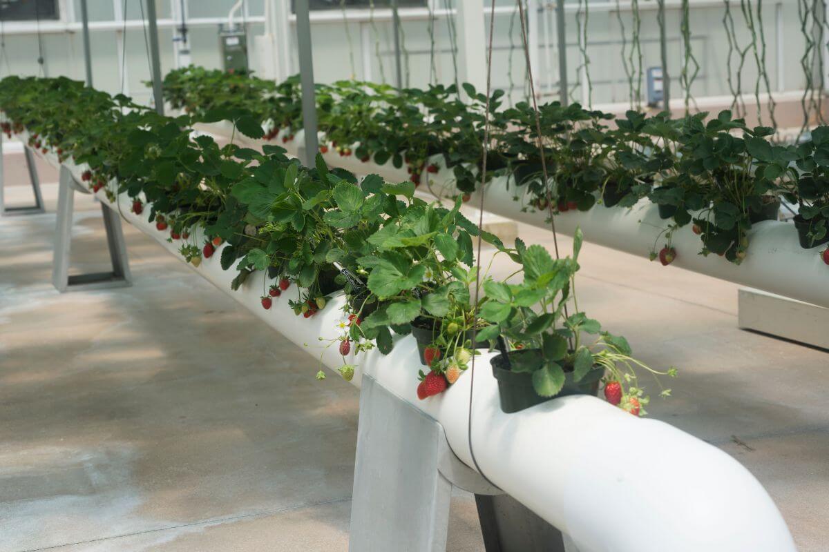 Rows of strawberry plants growing in long white hydroponic systems inside a greenhouse.