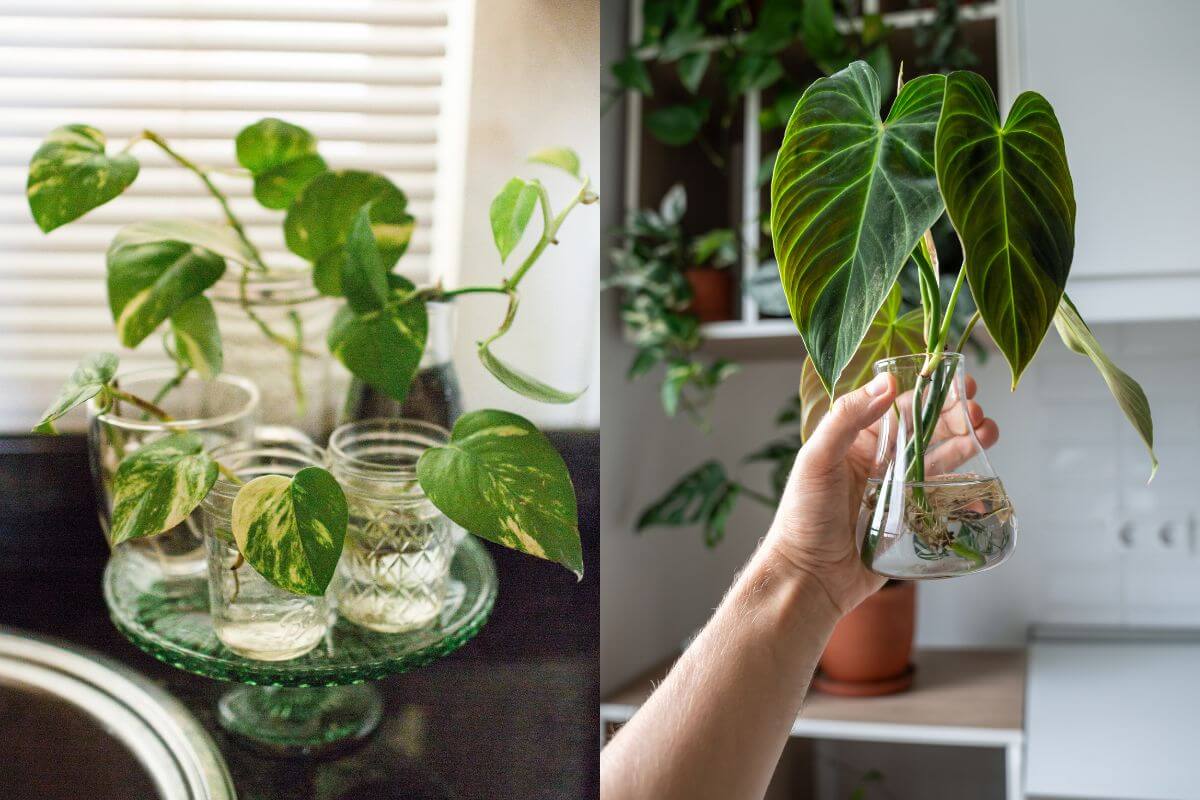 Two images side-by-side: the left features small jars filled with water, each containing cuttings of green pothos cuttings and the right image shows a hand holding a glass container with a single green philodendron plant cutting inside.