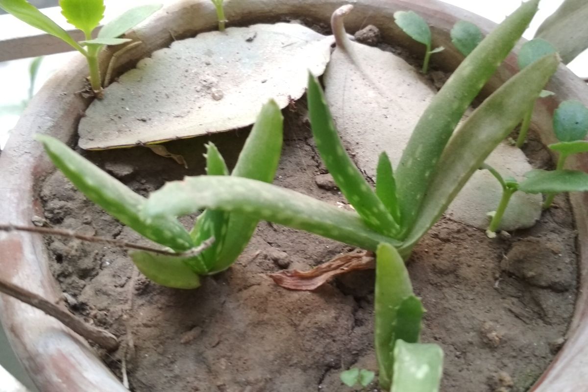 A small potted aloe vera plant shows the soil looking dry, indicating an underwatered aloe plant.