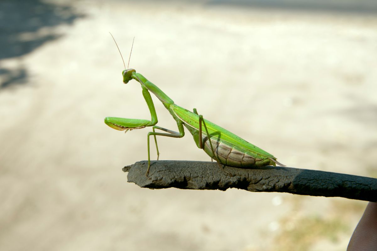 A green praying mantis rests on a brown twig. Its front legs are raised, and its antennae are extended.