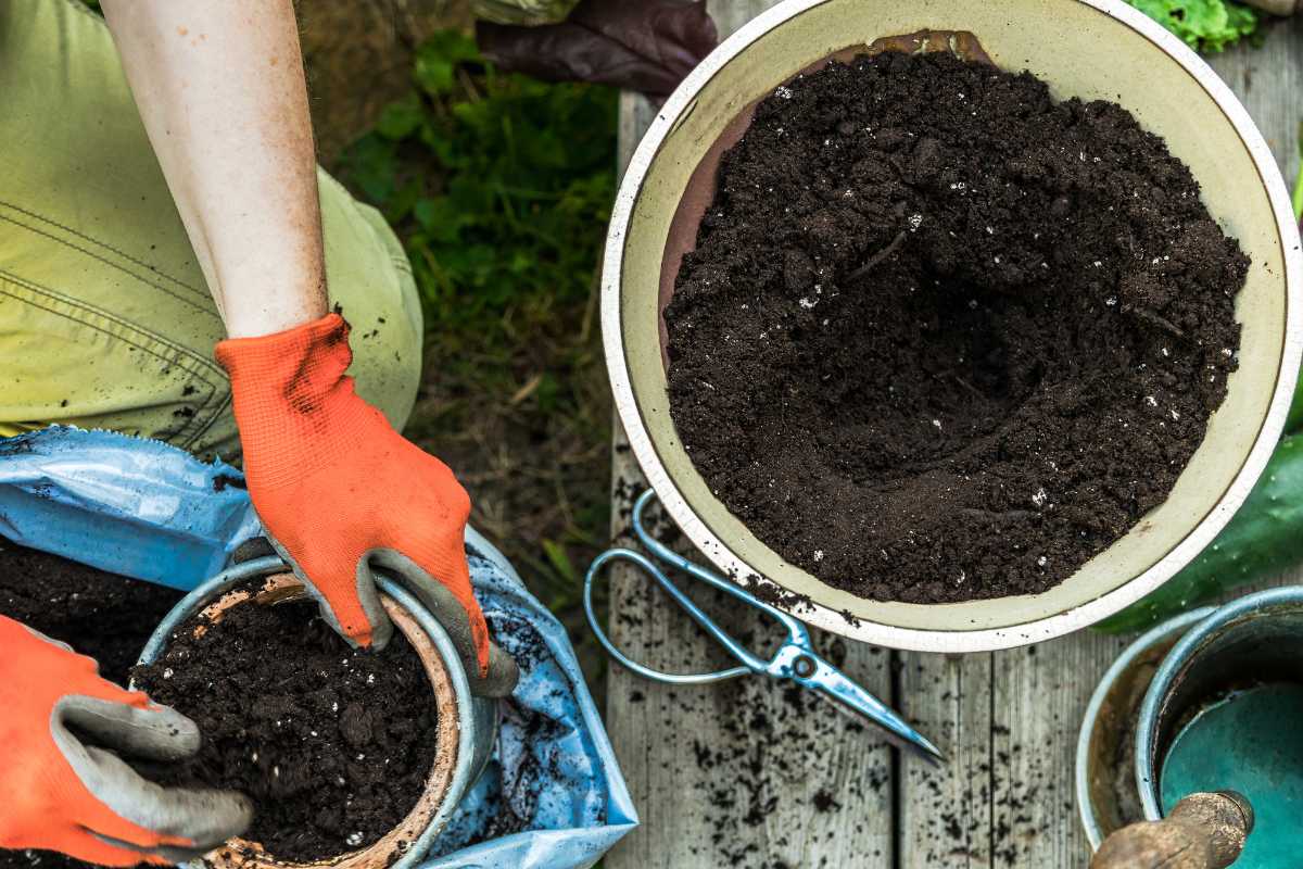 A person wearing orange gloves is filling a small pot with soil from a larger pot.