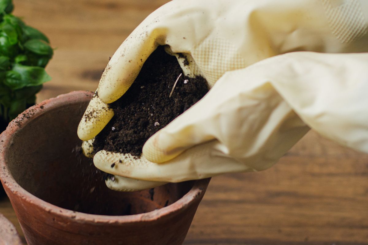 A person's hands wearing yellow gardening gloves hold soil over a small terra-cotta pot, gently filling it. 