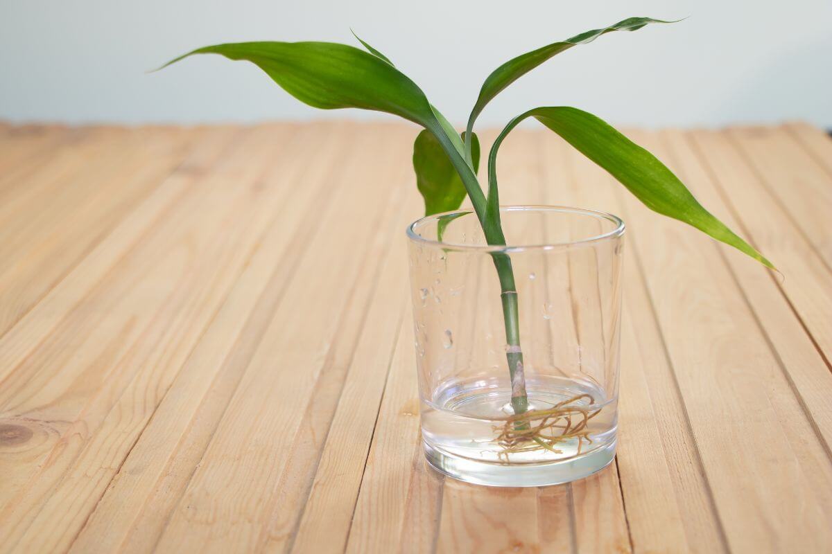 A single green lucky bamboo with three elongated leaves is placed in a clear glass of water.