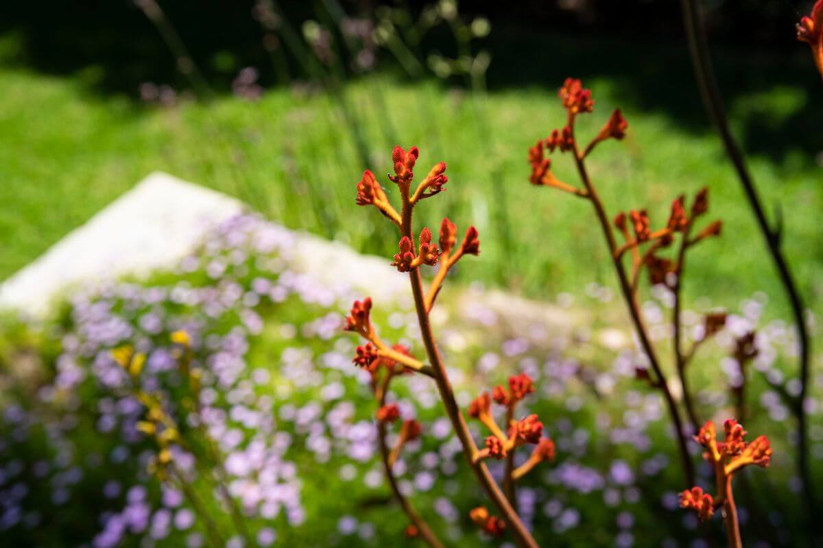 Close-up of red buds blooming on bromeliad plant stems against a backdrop of blurred green grass and small purple flowers. 